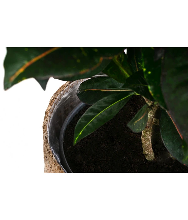 Wunderstrauch - Codiaeum Variegatum 'Petra', In Seegras-Korb 4 Wunderstrauch - Codiaeum Variegatum 'Petra', In Seegras-Korb – Bild 4