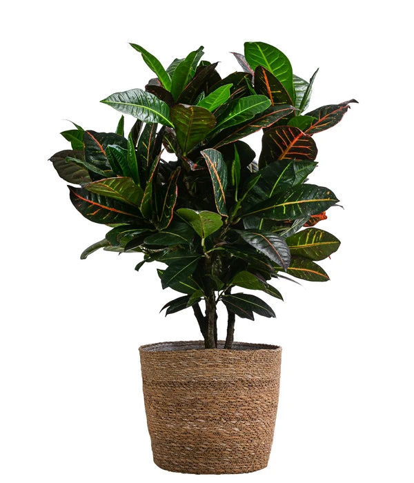 Wunderstrauch - Codiaeum Variegatum 'Petra', In Seegras-Korb 1 Wunderstrauch - Codiaeum Variegatum 'Petra', In Seegras-Korb