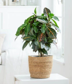 Wunderstrauch - Codiaeum Variegatum 'Petra', In Seegras-Korb 5 Wunderstrauch - Codiaeum Variegatum 'Petra', In Seegras-Korb -Wurzel Herz Verkaufsgeschäft 8478711 WE MO 001 Codiaeum