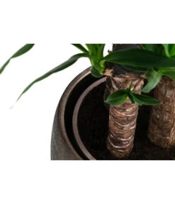 Yucca-Palme - Yucca Elephantipes, In Keramik 7 Yucca-Palme - Yucca Elephantipes, In Keramik -Wurzel Herz Verkaufsgeschäft 8478745 WE DE 002 Yucca3erT21inKeramikMatheaGold