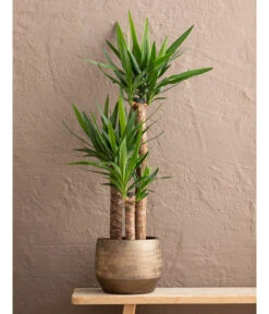 Yucca-Palme - Yucca Elephantipes, In Keramik 5 Yucca-Palme - Yucca Elephantipes, In Keramik -Wurzel Herz Verkaufsgeschäft 8478745 WE MO 001 Yucca3erT21