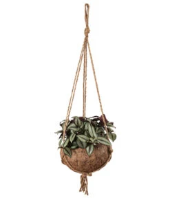 Wurzel Herz Verkaufsgeschäft 14 Kokodama-Ampel Dreimasterblume - Tradescantia Zebrina