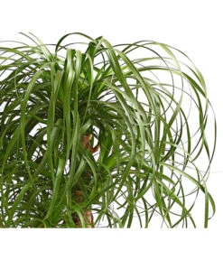 Elefantenfuß - Beaucarnea Recurvata, Verzweigt -Wurzel Herz Verkaufsgeschäft 8504581 WE DE 001 ElefantenfussBeaucarneaVerzweigtT23DehnerExpressHerzig