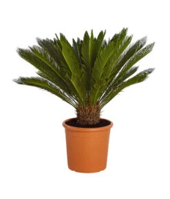 Neue Veröffentlichungen 11 Sagopalmfarn - Cycas Revoluta