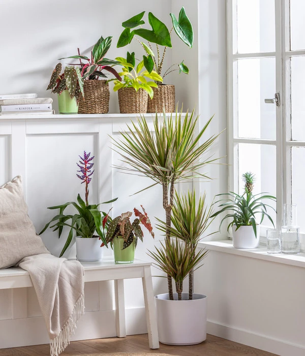 Drachenbaum - Dracaena Marginata 'Bicolor' 2 Drachenbaum - Dracaena Marginata 'Bicolor' – Bild 2