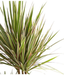 Drachenbaum - Dracaena Marginata 'Bicolor' 6 Drachenbaum - Dracaena Marginata 'Bicolor' -Wurzel Herz Verkaufsgeschäft 8510406 WE DE 001 DrachenbaumDracaenaMarginataBicolor3erTuffT21DehnerExpressHerzig