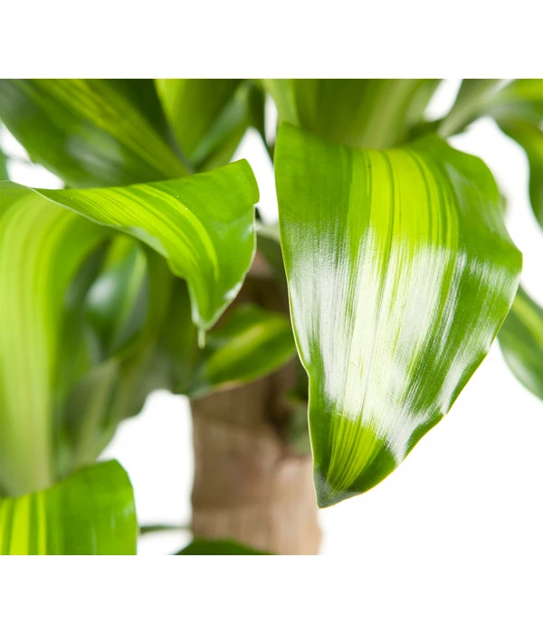 Drachenbaum - Dracaena Fragrans 'Massangeana' 3 Drachenbaum - Dracaena Fragrans 'Massangeana' – Bild 3