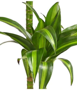 Drachenbaum - Dracaena Fragrans 'Hawaiian Sunshine' -Wurzel Herz Verkaufsgeschäft 8511545 WE DE 001 DrachenbaumDracaenaMassangianaHawaiinSunshineT19OWDehnerExpressHerzig