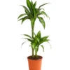 Drachenbaum - Dracaena Fragrans 'Hawaiian Sunshine'