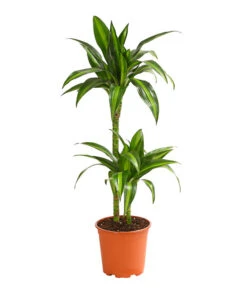Drachenbaum - Dracaena Fragrans 'Hawaiian Sunshine'