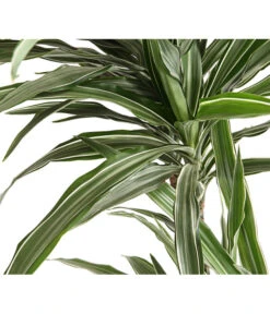 Drachenbaum - Dracaena Deremensis, Verschiedene Sorten -Wurzel Herz Verkaufsgeschäft 8511560 WE DE 001 DrachenbaumDracaenaDeremensisWhiteStripesT27DehnerExpressHerzig