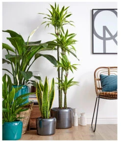 Air So Pure® Einblatt - Spathiphyllum Wallisii 'Sensation' -Wurzel Herz Verkaufsgeschäft 8528184 8705881 8220550 8267775 PR MO 002 DrachenbaumDracaenaEinblattBogenhanfSauer