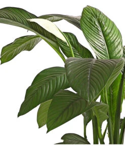 Air So Pure® Einblatt - Spathiphyllum Wallisii 'Sensation' -Wurzel Herz Verkaufsgeschäft 8528184 WE DE 001 EinblattSpathiphyllumSensationAirT24DehnerExpressHerzig