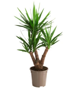 Wurzel Herz Verkaufsgeschäft 18 Yucca-Palme - Yucca Elephantipes, Verzweigt