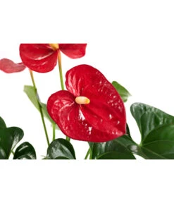Flamingoblume - Anthurium Andreanum, Hydrokultur -Wurzel Herz Verkaufsgeschäft 8536237 WE DE 001 AnthuriumAndreanumRotAnthurieHydroT15