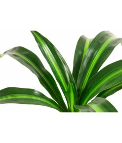 Drachenbaum - Dracaena 'Hawaiian Sunshine', Hydrokultur -Wurzel Herz Verkaufsgeschäft 8536260 WE DE 001 DracaenaHawaianSunshineKoepfeDrachenbaumHydroT15