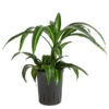 Drachenbaum - Dracaena 'Hawaiian Sunshine', Hydrokultur
