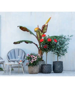 Hibiskus - Garten-Eibisch, Stämmchen -Wurzel Herz Verkaufsgeschäft 8596744 WE MO 001 NeriumOleander