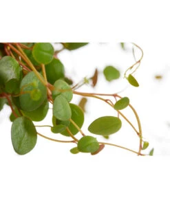 Peperomie - Peperomia Cultivars 'Pepperspot', Ampel 3 Peperomie - Peperomia Cultivars 'Pepperspot', Ampel -Wurzel Herz Verkaufsgeschäft 8598104 PR DE 001 PeperomiaPepperspotT14DehnerExpressZS