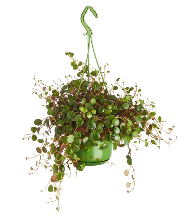 Peperomie - Peperomia Cultivars 'Pepperspot', Ampel 1 Peperomie - Peperomia Cultivars 'Pepperspot', Ampel