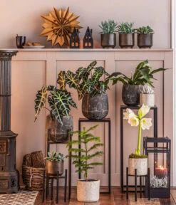 Metall-Pflanzenständer Ascot, Schwarz -Wurzel Herz Verkaufsgeschäft 8611253 WE MO 002 ZimmertanneAraucariaT13 GodJul GC16 2022 BL POS