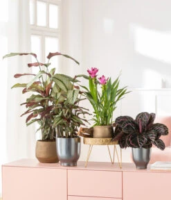 Korbmarante - Calathea 'Whitestar' -Wurzel Herz Verkaufsgeschäft 8614471 8217341 4450722 WE MO MatheaBellaIndischeSafranwurzKorbmaranteWhitestar