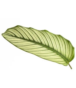 Korbmarante - Calathea 'Whitestar' -Wurzel Herz Verkaufsgeschäft 8614471 PR DE 001 CalatheaWhiteStarT19DehnerExpressHerzig