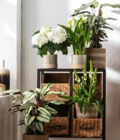 Korbmarante - Calathea 'Whitestar' -Wurzel Herz Verkaufsgeschäft 8614471 WE MO 001 CalatheaWhitestarT19