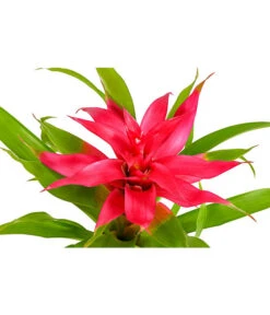 Guzmanie - Guzmania Cultivars 'Deseo' -Wurzel Herz Verkaufsgeschäft 8620577 PR DE 001 GuzmanieGuzmaniaDeseoPinkT12DehnerExpressHerzig