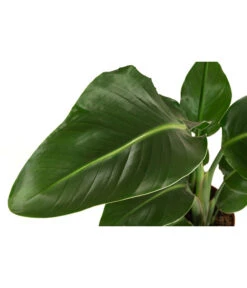 Baumstrelitzie - Strelitzia Nicolai -Wurzel Herz Verkaufsgeschäft 8622763 WE DE 001 StrelitziaNicolaiT17DehnerExpressHerzig