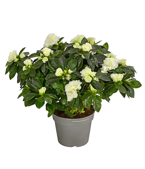 Zimmerazalee - Rhododendron Simsii 'Aiko White' 1 Zimmerazalee - Rhododendron Simsii 'Aiko White'