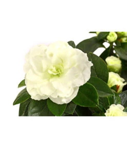 Zimmerazalee - Rhododendron Simsii 'Aiko White' 3 Zimmerazalee - Rhododendron Simsii 'Aiko White' -Wurzel Herz Verkaufsgeschäft 8627267 WE DE 001 AzaleeAzaleaAikoWhiteT14
