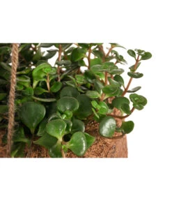 Kokodama-Ampel Fetthenne - Sedum Makinoi 'Tornado' 3 Kokodama-Ampel Fetthenne - Sedum Makinoi 'Tornado' -Wurzel Herz Verkaufsgeschäft 8627804 WE DE 001 KokodamaSedumTornadoT15DehnerExpressHerzig