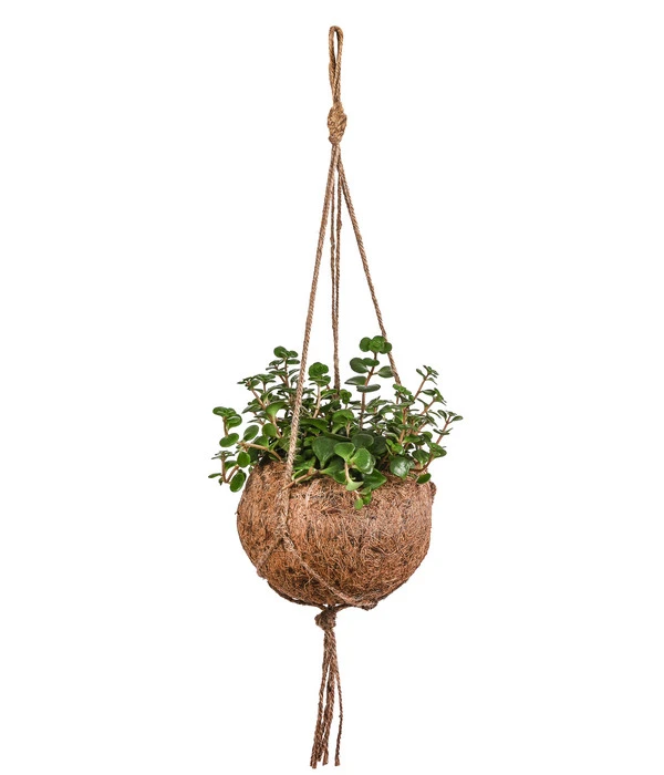 Kokodama-Ampel Fetthenne - Sedum Makinoi 'Tornado' 1 Kokodama-Ampel Fetthenne - Sedum Makinoi 'Tornado'