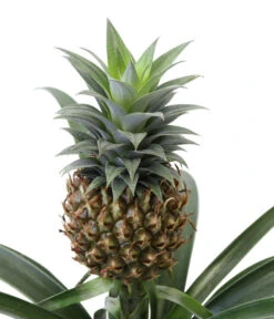 Ananaspflanze - Ananas Comosus, In Keramik -Wurzel Herz Verkaufsgeschäft 8627978 WE DE 001 AnanaspflanzeInKeramik