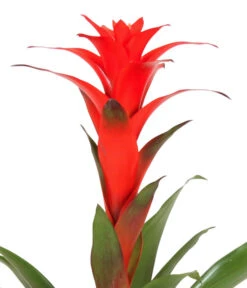 Guzmanie - Guzmania Calypso, In Keramik -Wurzel Herz Verkaufsgeschäft 8628018 WE DE 001 GuzmaniaCalypsoInKeramik
