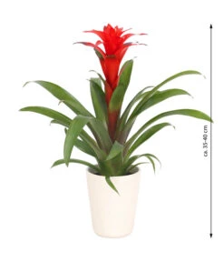 Guzmanie - Guzmania Calypso, In Keramik -Wurzel Herz Verkaufsgeschäft 8628018 WE FS 003 GuzmaniaCalypsoInKeramik