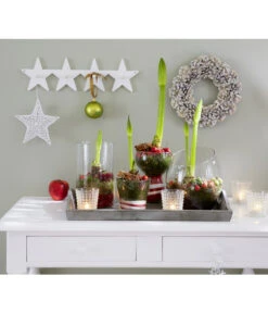 Amaryllis - Hippeastrum-Hybride -Wurzel Herz Verkaufsgeschäft 8646994 8700809 WE MO 001 Amaryllis 009