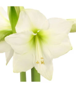 Amaryllis - Hippeastrum-Hybride -Wurzel Herz Verkaufsgeschäft 8646994 WE DE 001 AmaryllisRittersternHippeastrum1TrWeissHerzig