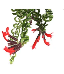 Schamblume - Aeschynanthus Cultivars 'Twister', Ampel -Wurzel Herz Verkaufsgeschäft 8650293 WE DE 001 SinnblumeAeschynanthusTwisterDehnerExpressHerzig