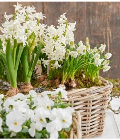 Hyazinthe, 3 Zwiebeln 5 Hyazinthe, 3 Zwiebeln -Wurzel Herz Verkaufsgeschäft 8662686 8247520 8662009 8662041 PR MO 001 Allerheiligen0173