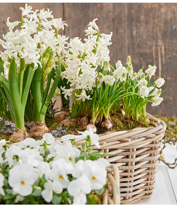 Hyazinthe, 3 Zwiebeln 2 Hyazinthe, 3 Zwiebeln – Bild 2