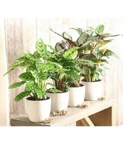 Korbmarante - Calathea Picturata -Wurzel Herz Verkaufsgeschäft 8666083 PR MO 001 KorbmarantheCalatheaLeopardinaT12DehnerExpressHerzig