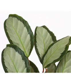 Korbmarante - Calathea Picturata -Wurzel Herz Verkaufsgeschäft 8666091 PR DE 001 KorbmarantheCalatheaPictorataT12DehnerExpressHerzig