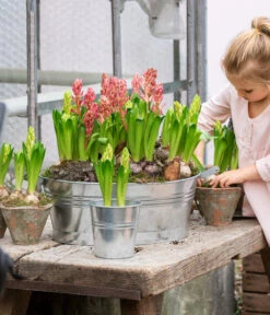 Hyazinthe, 3 Zwiebeln 6 Hyazinthe, 3 Zwiebeln -Wurzel Herz Verkaufsgeschäft 8668121 WE MO 001 Hyazinthen