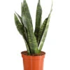 Bogenhanf - Sansevieria Zeylanica