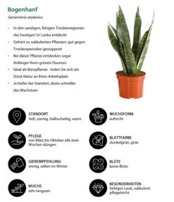 Bogenhanf - Sansevieria Zeylanica -Wurzel Herz Verkaufsgeschäft 8670523 WE IG 001 SansevierieSansevieriaZylanicaT12DehnerExpressHerzig