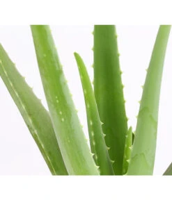 Echte Aloe - Aloe Vera -Wurzel Herz Verkaufsgeschäft 8670853 PR DE 001 AloeVeraT12DehnerExpressHerzig