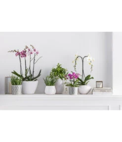 Schmetterlingsorchidee - Phalaenopsis Cultivars, Verschiedene Sorten -Wurzel Herz Verkaufsgeschäft 8670853 PR MO 001 Orchideen BL08 2019 Phalaenopsis SOFA 2 Trieber Phalaenopsis 4 Trieber Midi Umrella Mix AloeVera