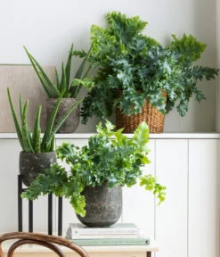 Echte Aloe - Aloe Vera -Wurzel Herz Verkaufsgeschäft 8671125 8763260 WE MO 002 AloeVeraGoldtuepfelfarn